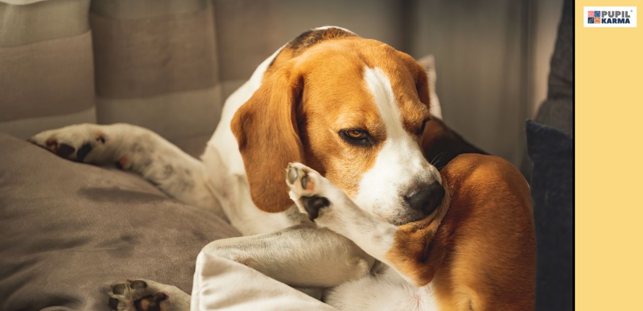 Dlaczego pies liże łapy? Oto najczęstsze przyczyny! Z powodu alergii. Zdjęcie przestawia psa rasy beagle, który leży na szarym wypoczynku i gryzie się delikatnie w nogę. Po prawej stronie jest żółty pasek z logo pupilkarma.